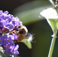 Apis mellifera