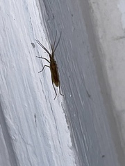 Stenodema trispinosum