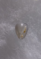 Cystiscus angasi
