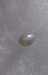 Cystiscus angasi