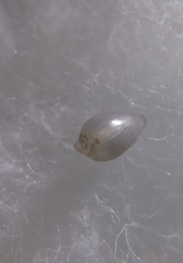 Cystiscus angasi