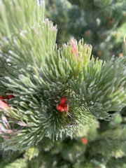 Adenanthos