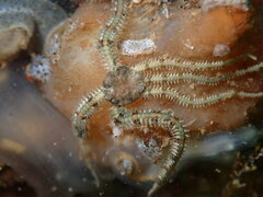 Ophiactis