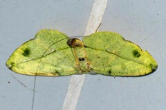 Omiza miliaria