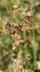 Juncus oxymeris