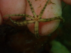Ophiactis