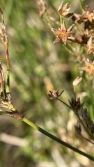 Juncus oxymeris
