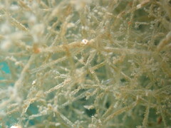 Amathia verticillata