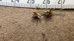 Juncus oxymeris