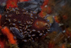 Alcyonidium nodosum