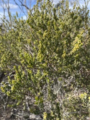 Acacia glandulicarpa