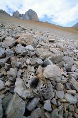 Parnassius cephalus