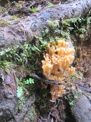 Ramaria formosa