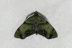 Achrosis incitata