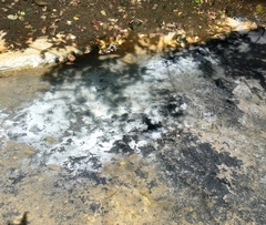 Pseudomonas