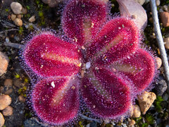Drosera squamosa