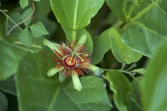 Passiflora mexicana