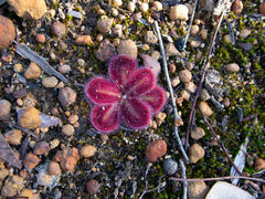 Drosera squamosa