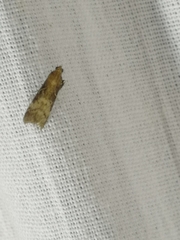 Euzophera fuliginosella