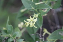 Bouvardia glabra
