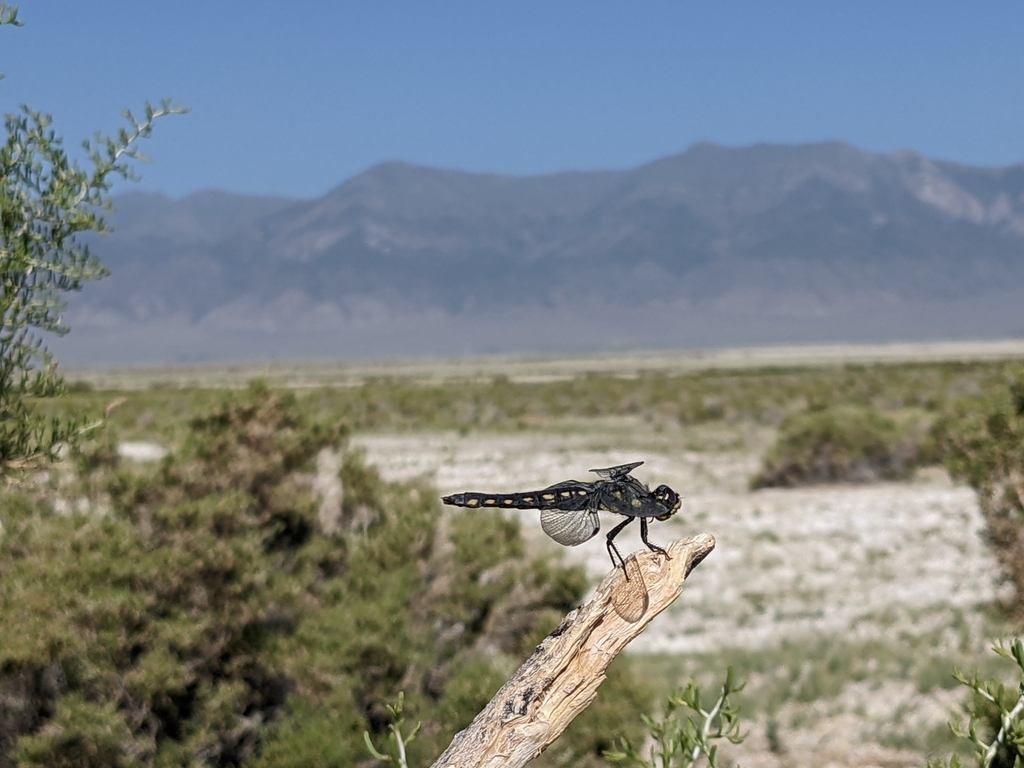 Hoary Skimmer
