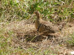Pterocles bicinctus multicolor
