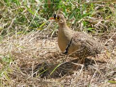 Pterocles bicinctus multicolor