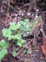 Tiarella trifoliata trifoliata