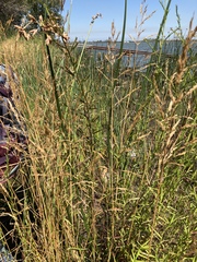 Deschampsia cespitosa cespitosa