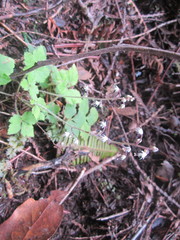 Tiarella trifoliata trifoliata