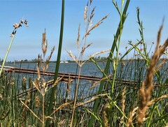 Deschampsia cespitosa cespitosa