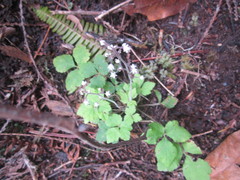 Tiarella trifoliata trifoliata