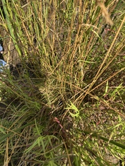 Deschampsia cespitosa cespitosa