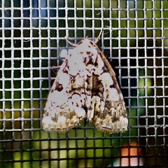 Leuconycta lepidula