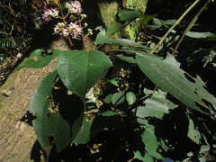 Miconia caudata