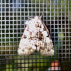 Leuconycta lepidula
