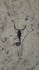 Centruroides caribbeanus