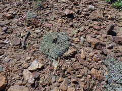 Eriogonum wrightii subscaposum