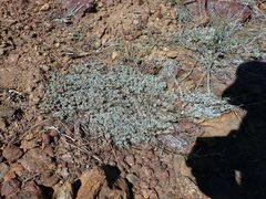 Eriogonum wrightii subscaposum