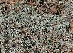 Eriogonum wrightii subscaposum
