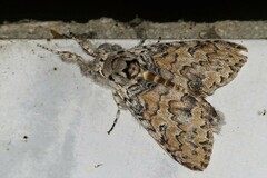 Calliteara cerigoides