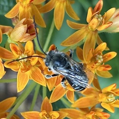 Melissodes denticulatus