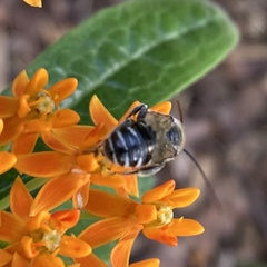 Melissodes denticulatus