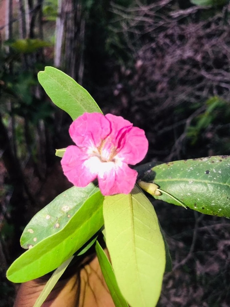 Tabebuia acrophylla from Avenue Bedou, Ouanaminthe, Haïti on July 14 ...
