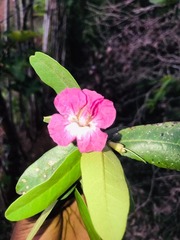 Tabebuia acrophylla