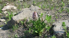 Galearis camtschatica