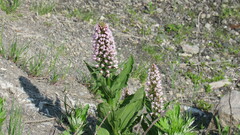 Galearis camtschatica