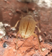 Colaspis brunnea