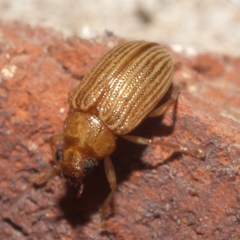 Colaspis brunnea