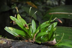 Specklinia